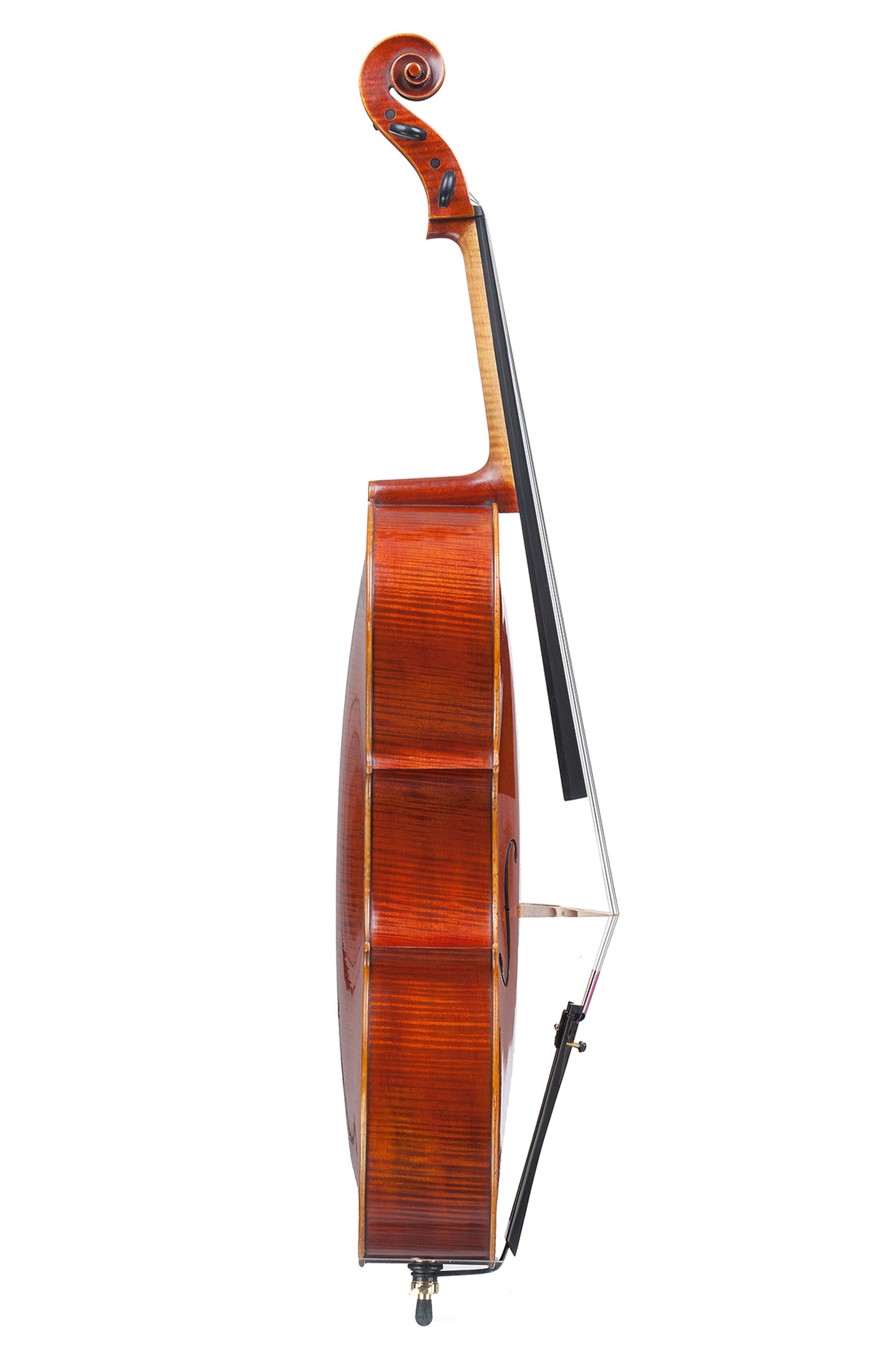 cane-violoncello-01-22-08